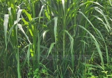Hybrid Napier Grass Cuttings