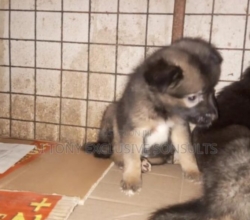 1-3 months Female Purebred German Shepherd