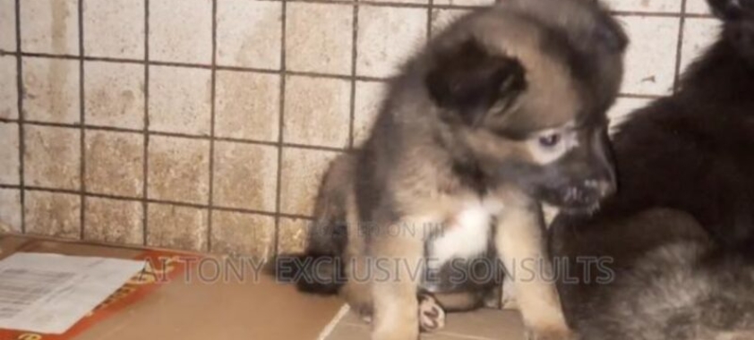 1-3 months Female Purebred German Shepherd