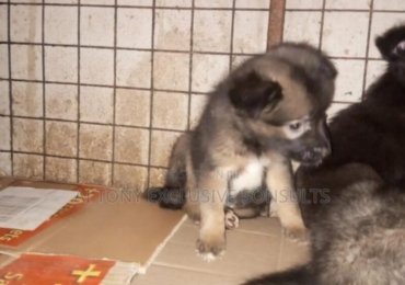 1-3 months Female Purebred German Shepherd