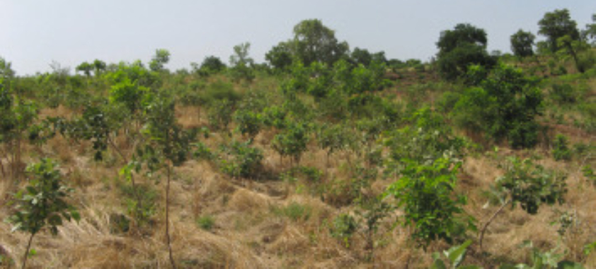 More than 150 Plots of land available at OHANI AMECHI IDODO Enugu State