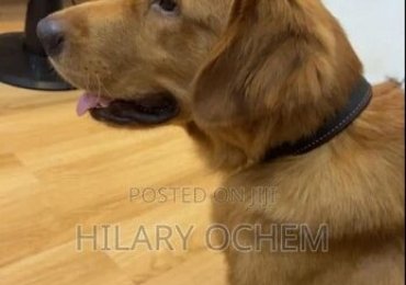 0-1 month Male Purebred German Shepherd