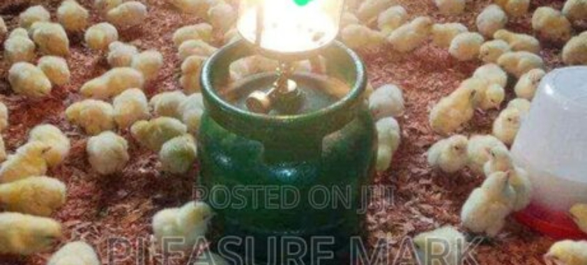 Brooding Lamp