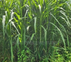 Hybrid Napier Grass Cuttings