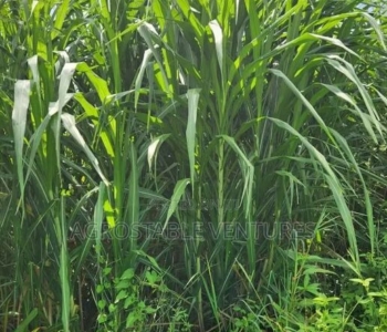 Hybrid Napier Grass Cuttings