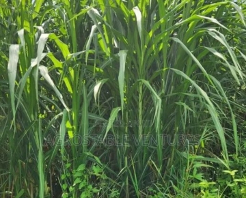 Hybrid Napier Grass Cuttings
