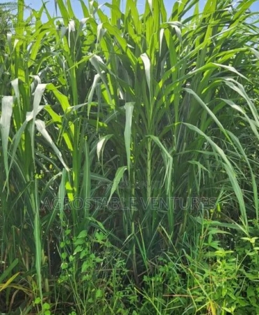Hybrid Napier Grass Cuttings