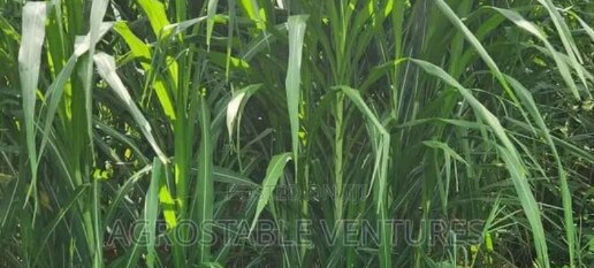 Hybrid Napier Grass Cuttings