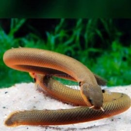 Snake Head