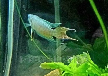 Paradise Fish